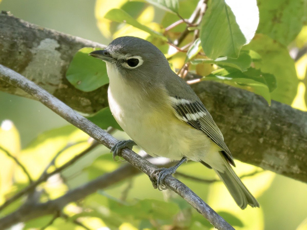 Blue-headed Vireo - ML642601818