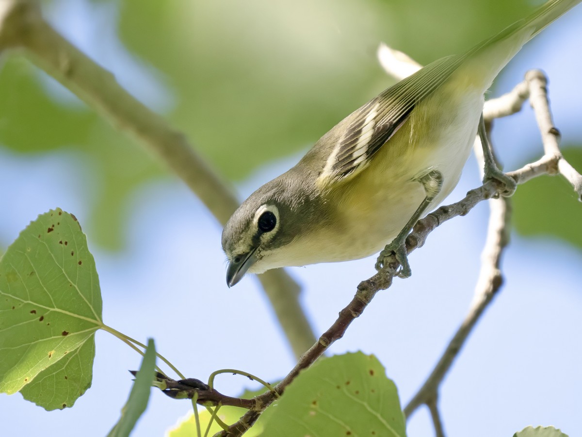 Blue-headed Vireo - ML642601819
