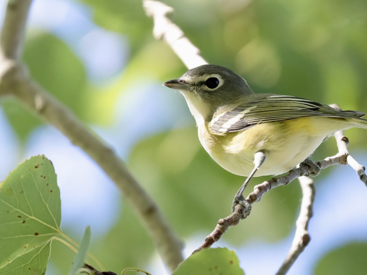 Blue-headed Vireo - ML642601820