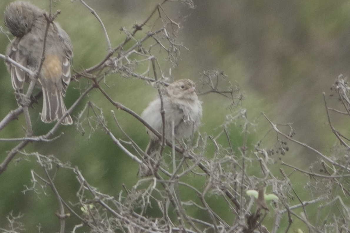 Brewer's Sparrow - ML642601829