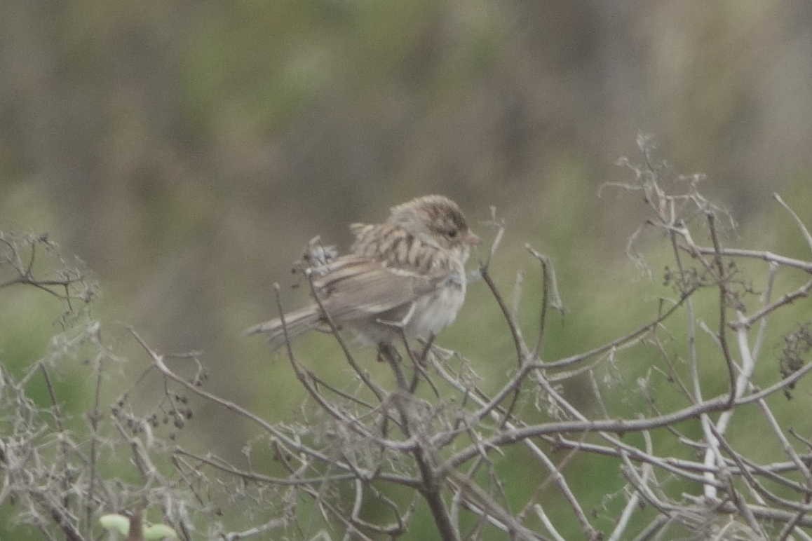 Brewer's Sparrow - ML642601830