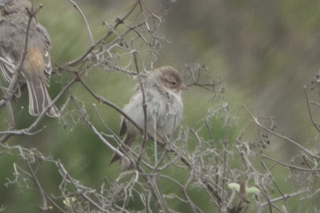 Brewer's Sparrow - ML642601831