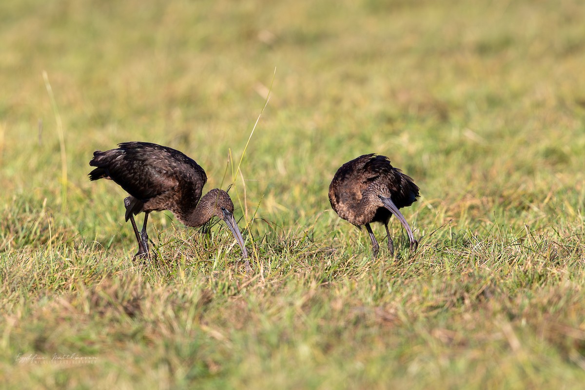 Glossy Ibis - ML642601844