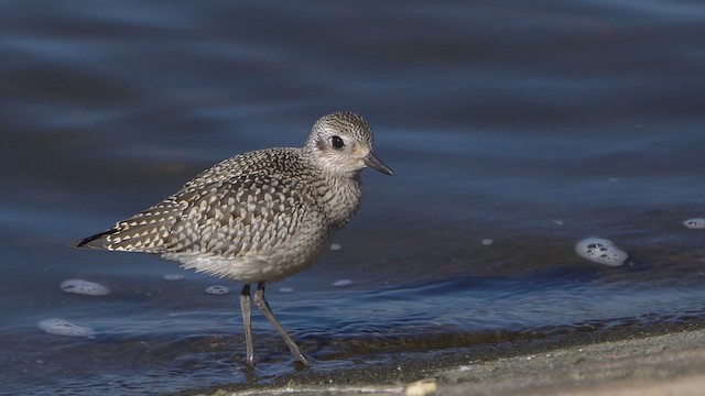 Black-bellied Plover - ML642601846
