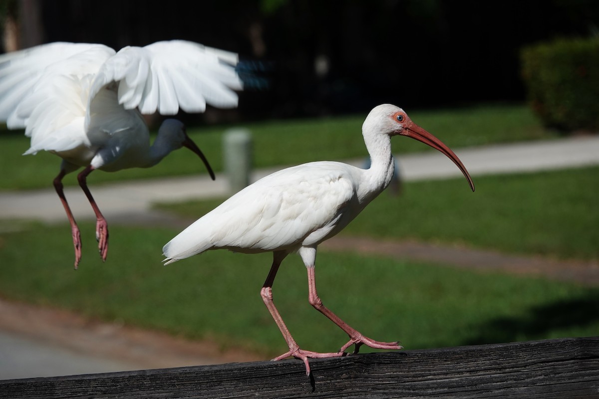 ibis bílý - ML642601847