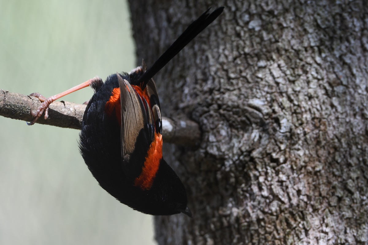 Red-backed Fairywren - ML642601866