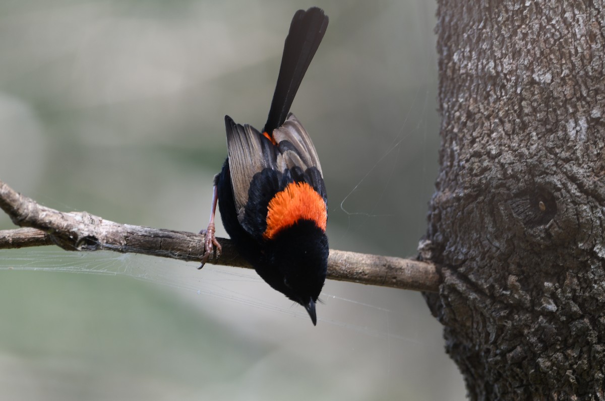 Red-backed Fairywren - ML642601868