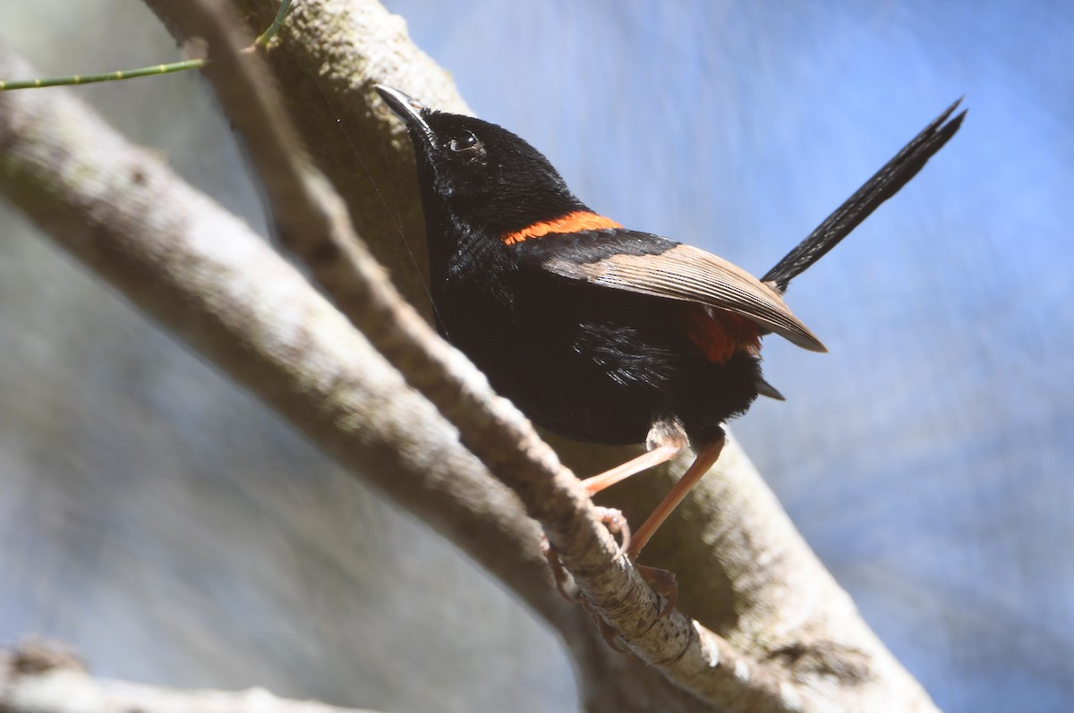 Red-backed Fairywren - ML642601870