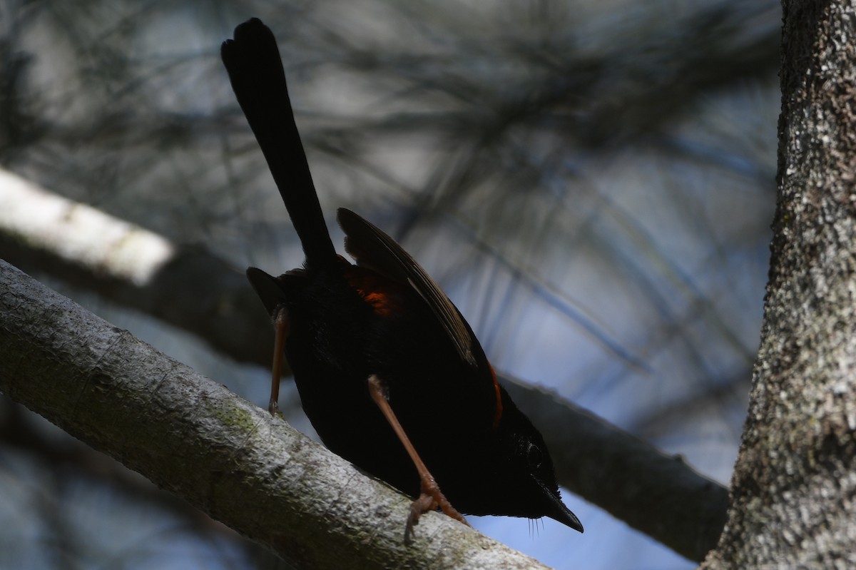 Red-backed Fairywren - ML642601875