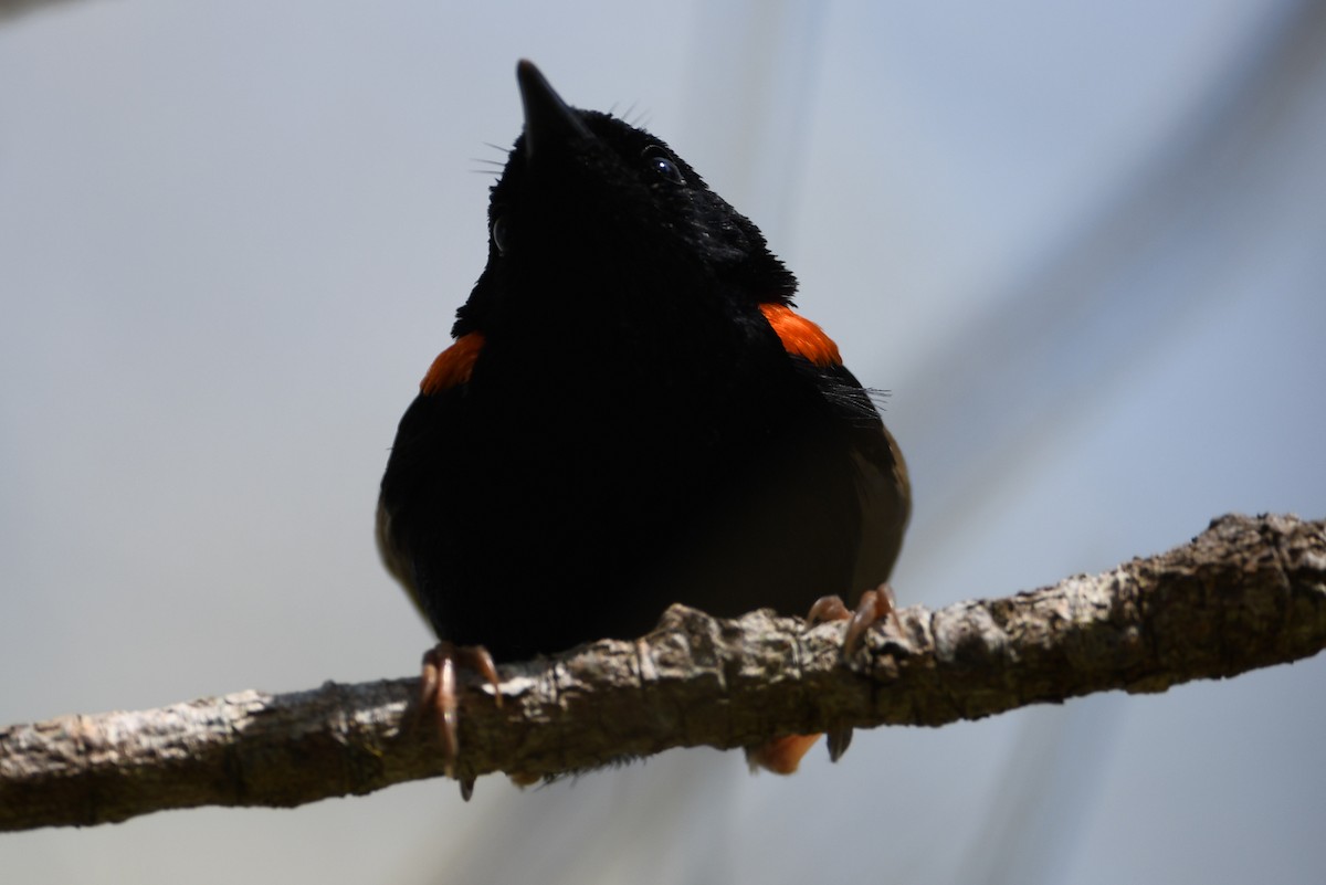 Red-backed Fairywren - ML642601878
