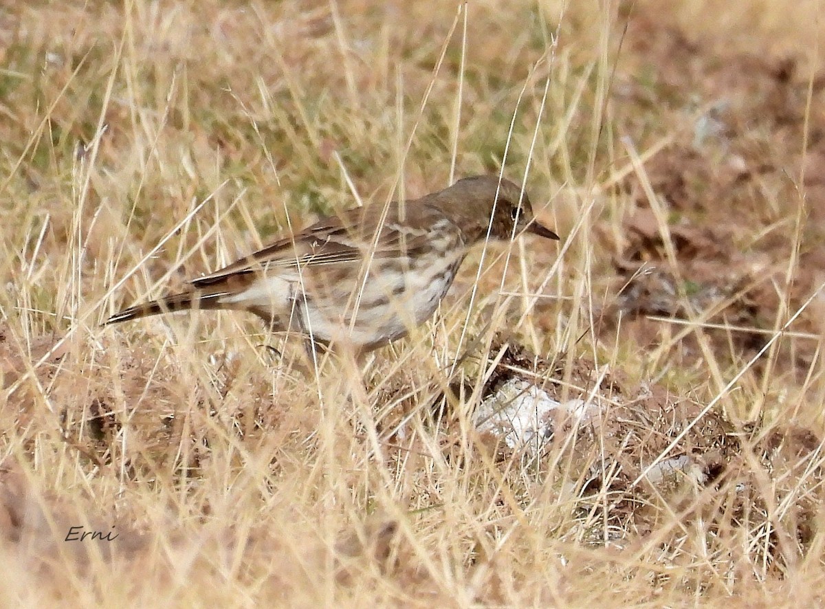 Water Pipit - ML642601893