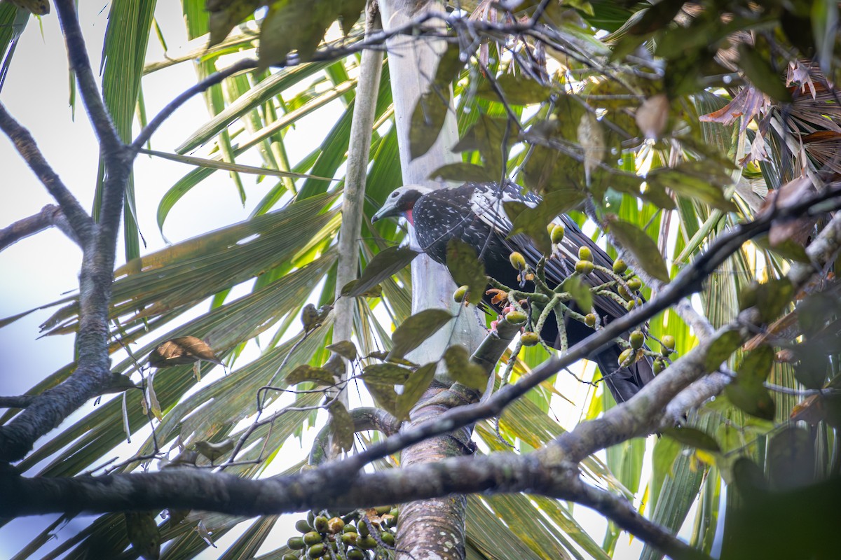 Red-throated Piping-Guan - ML642601906