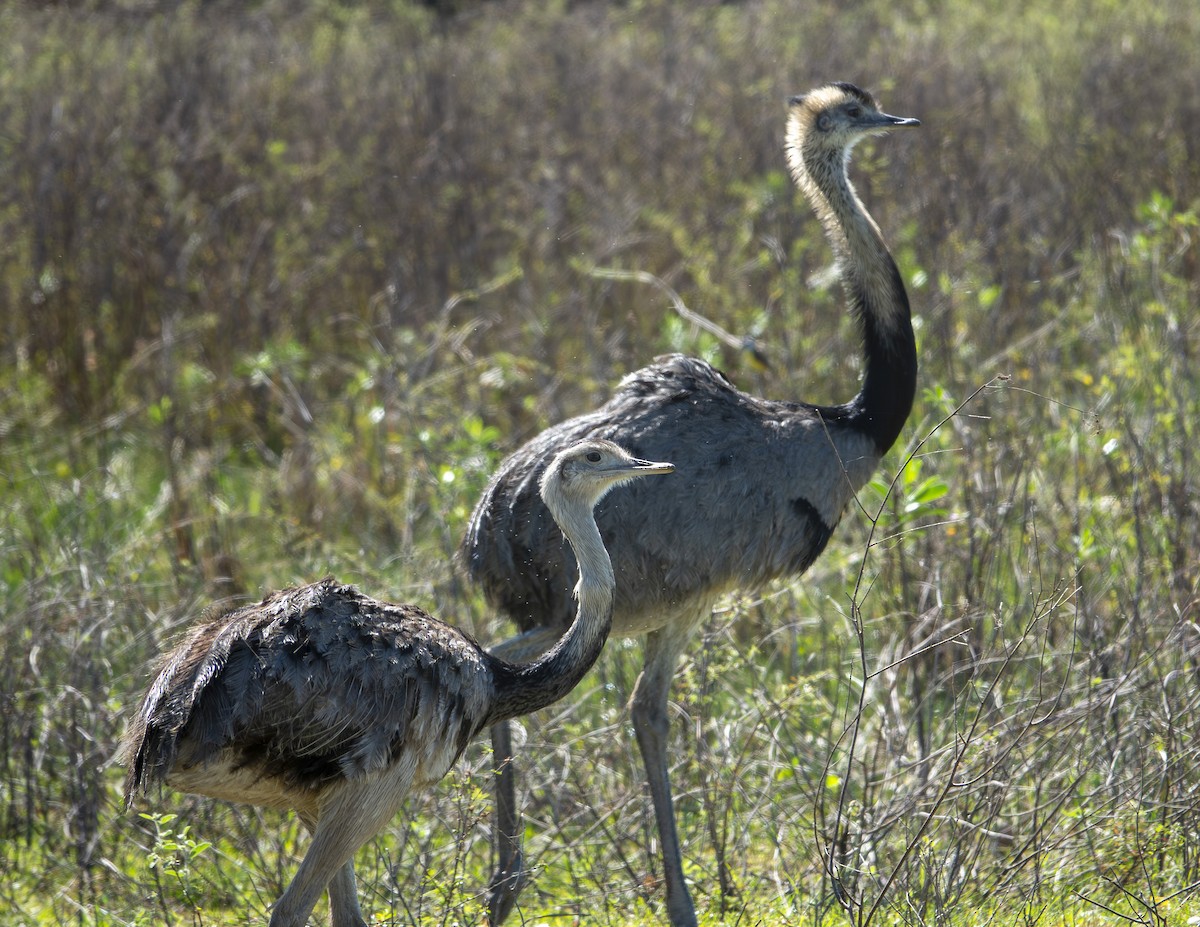 Greater Rhea - ML642601909