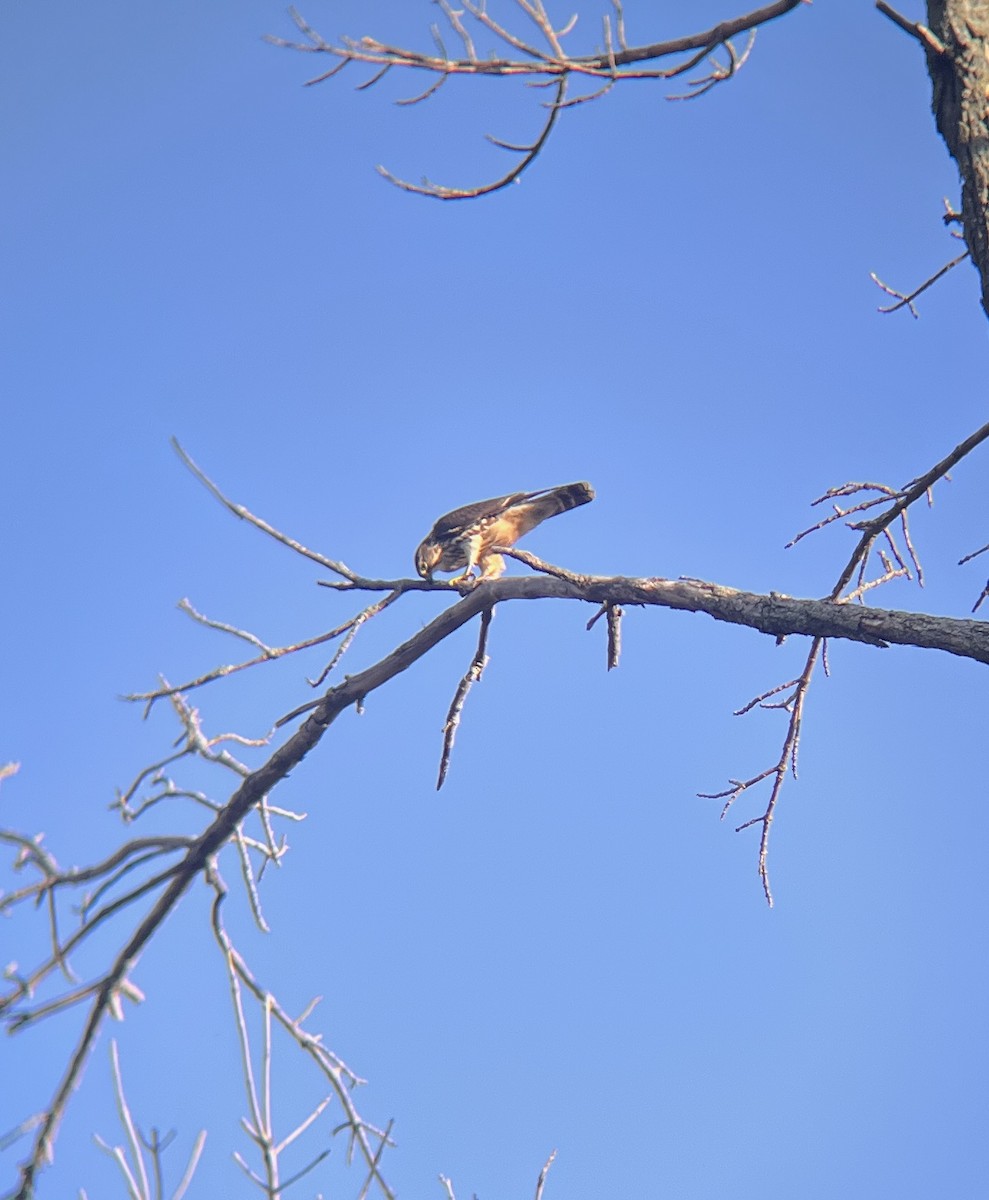 Merlin - ML642601920