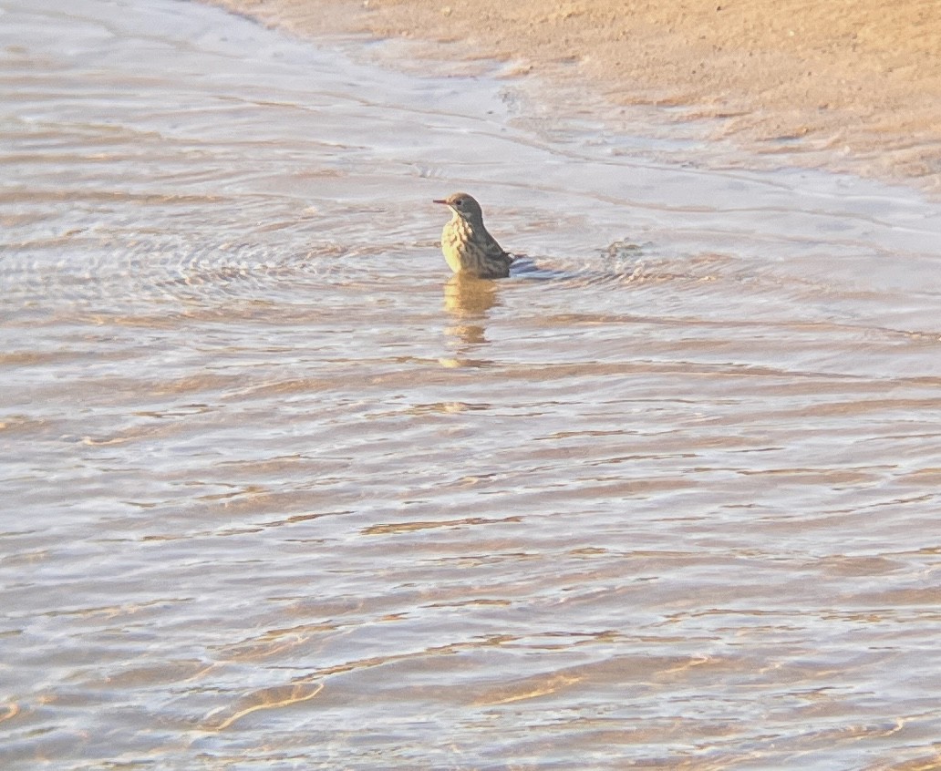 American Pipit - ML642601932