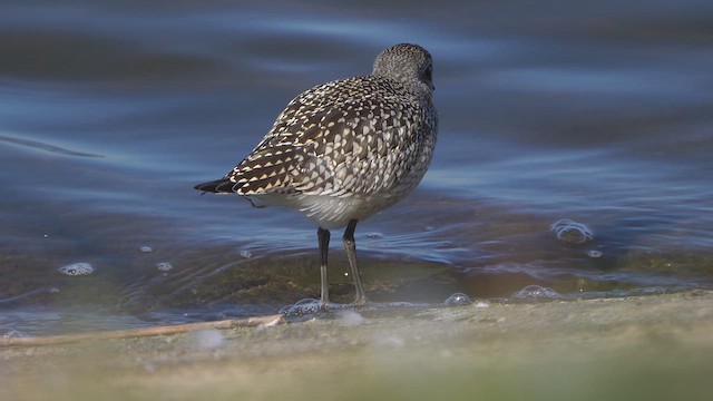 Black-bellied Plover - ML642601945