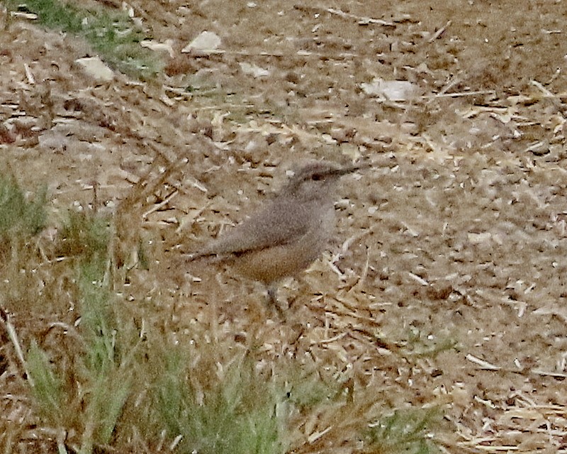 Rock Wren - ML642601949