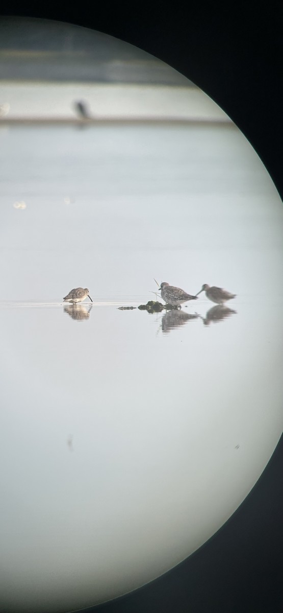 Short-billed/Long-billed Dowitcher - ML642601959