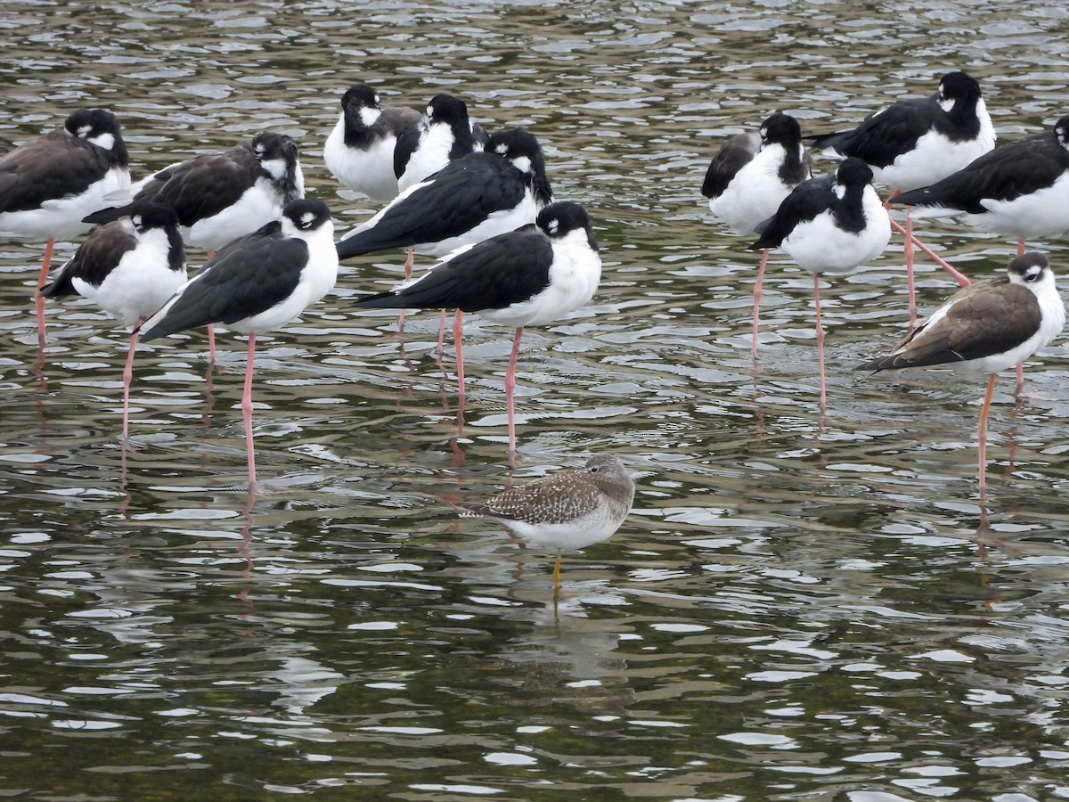 Lesser Yellowlegs - ML642601961