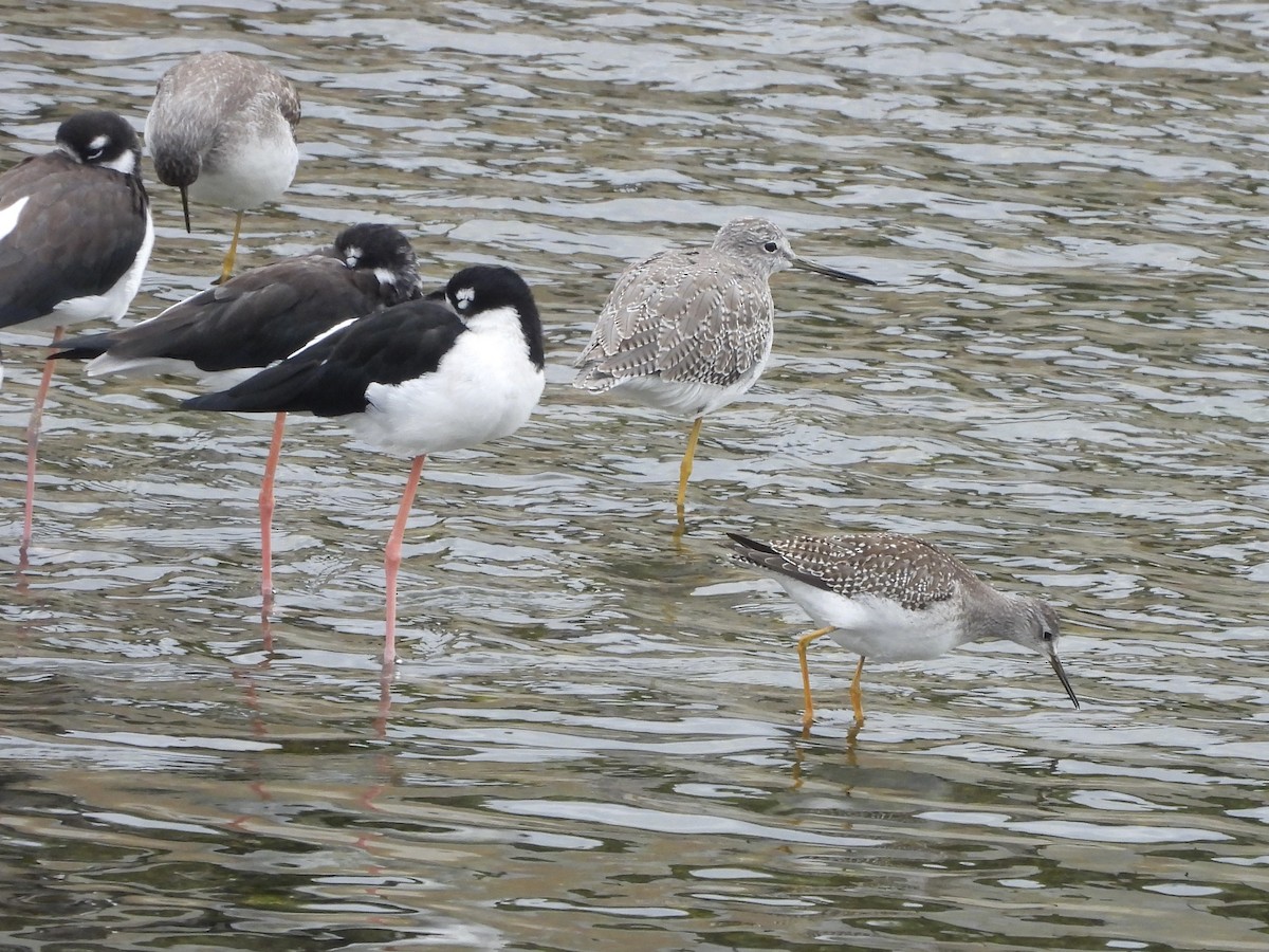 Lesser Yellowlegs - ML642601963
