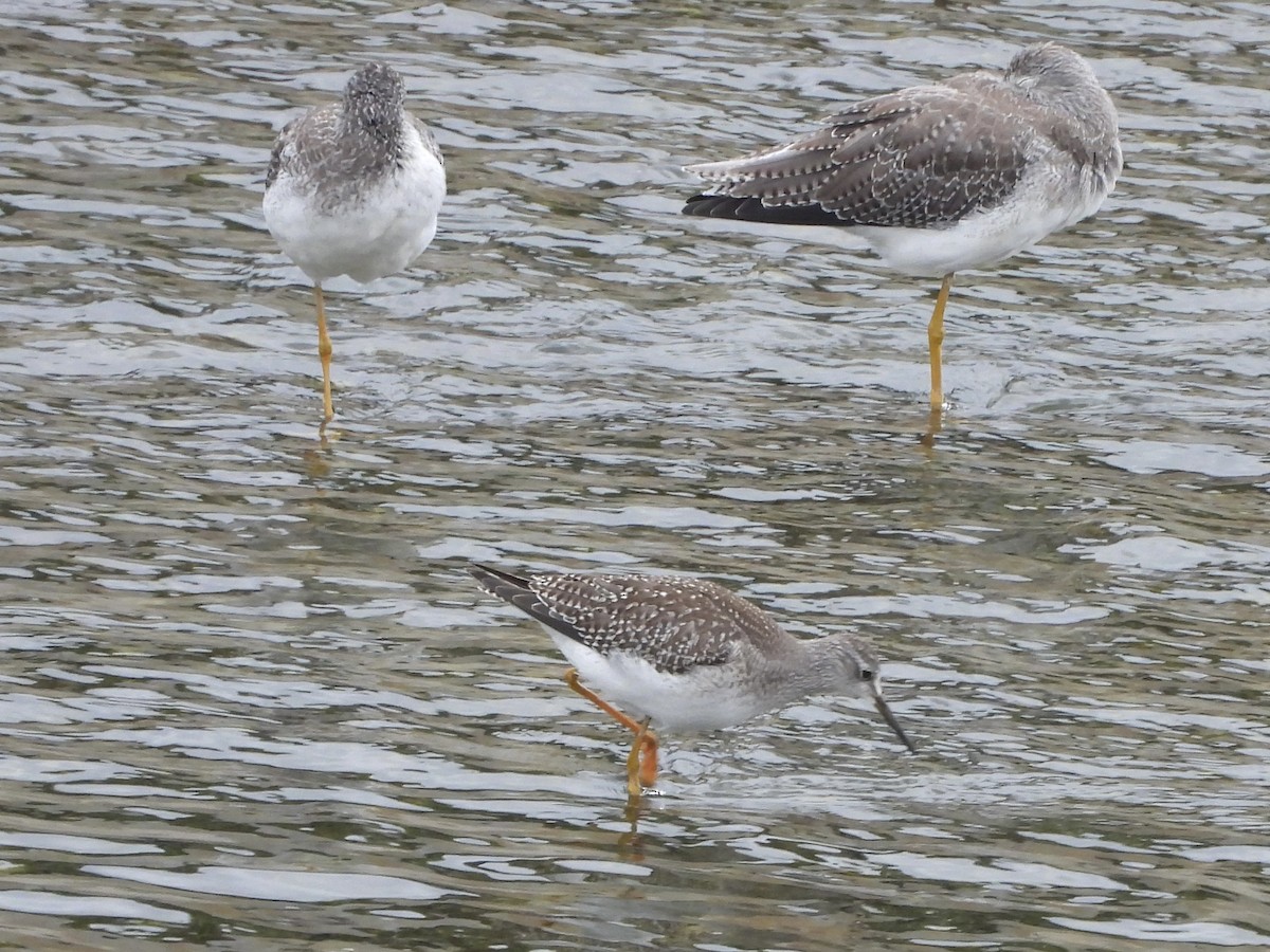 Lesser Yellowlegs - ML642601973