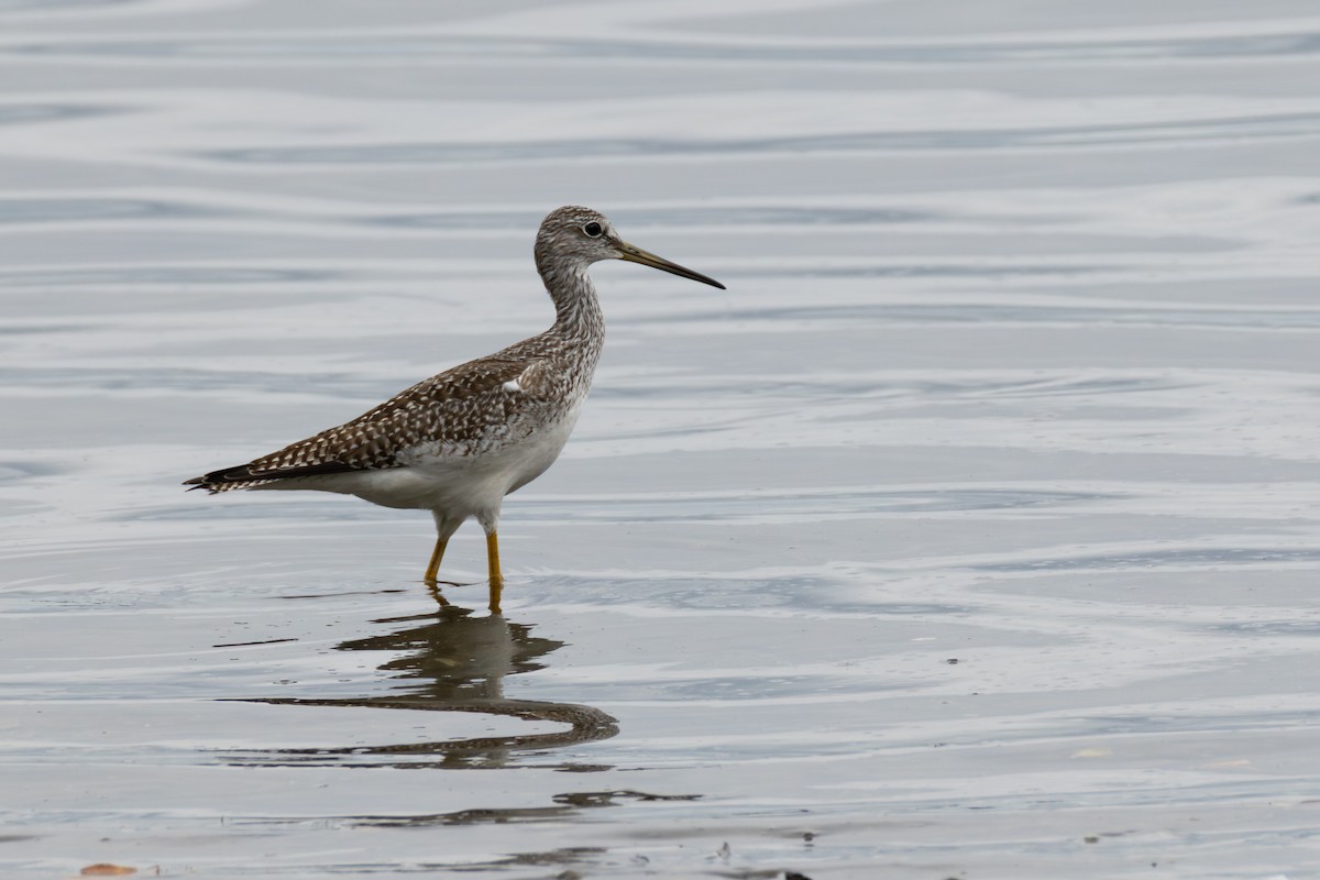 Greater Yellowlegs - ML642602007