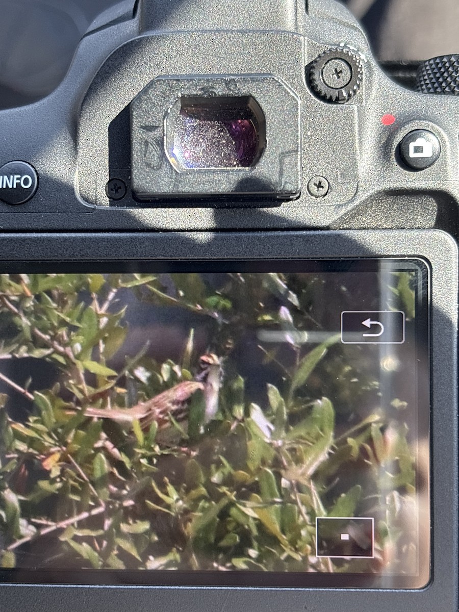 Lark Sparrow - ML642602038
