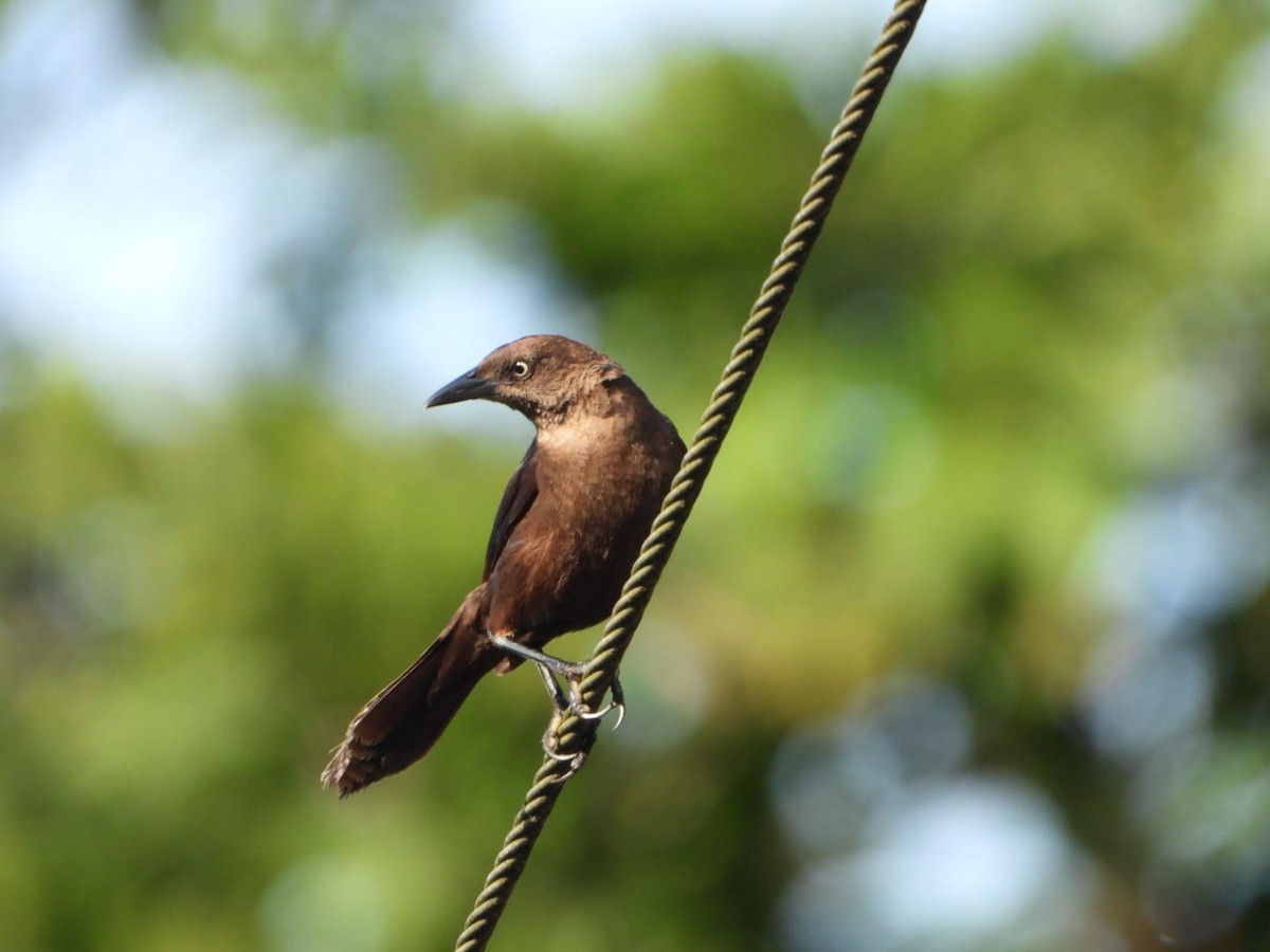 Carib Grackle - ML642602043