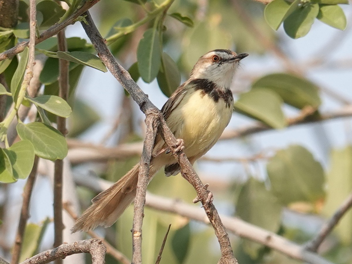Black-chested Prinia - ML642602046