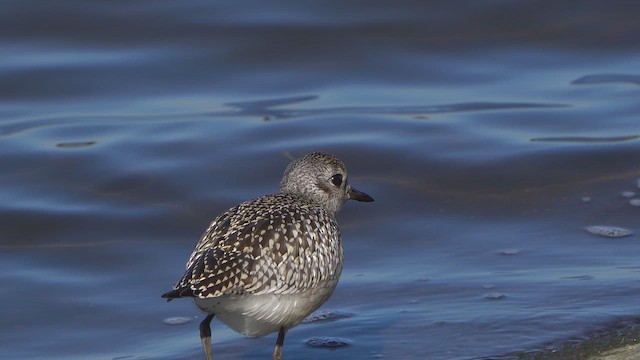 Black-bellied Plover - ML642602049