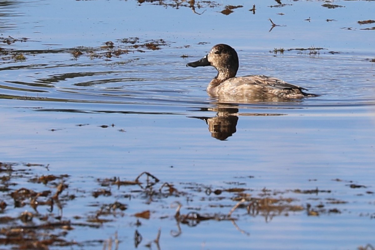 Redhead - ML642602052