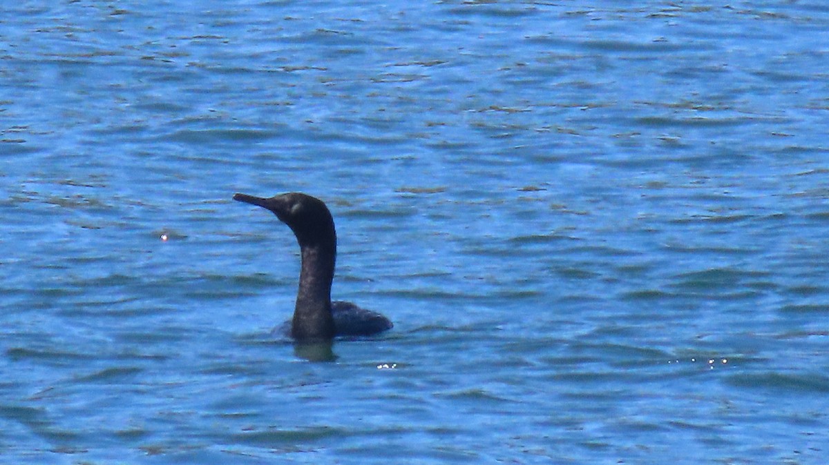 kormorán sp. - ML642602061