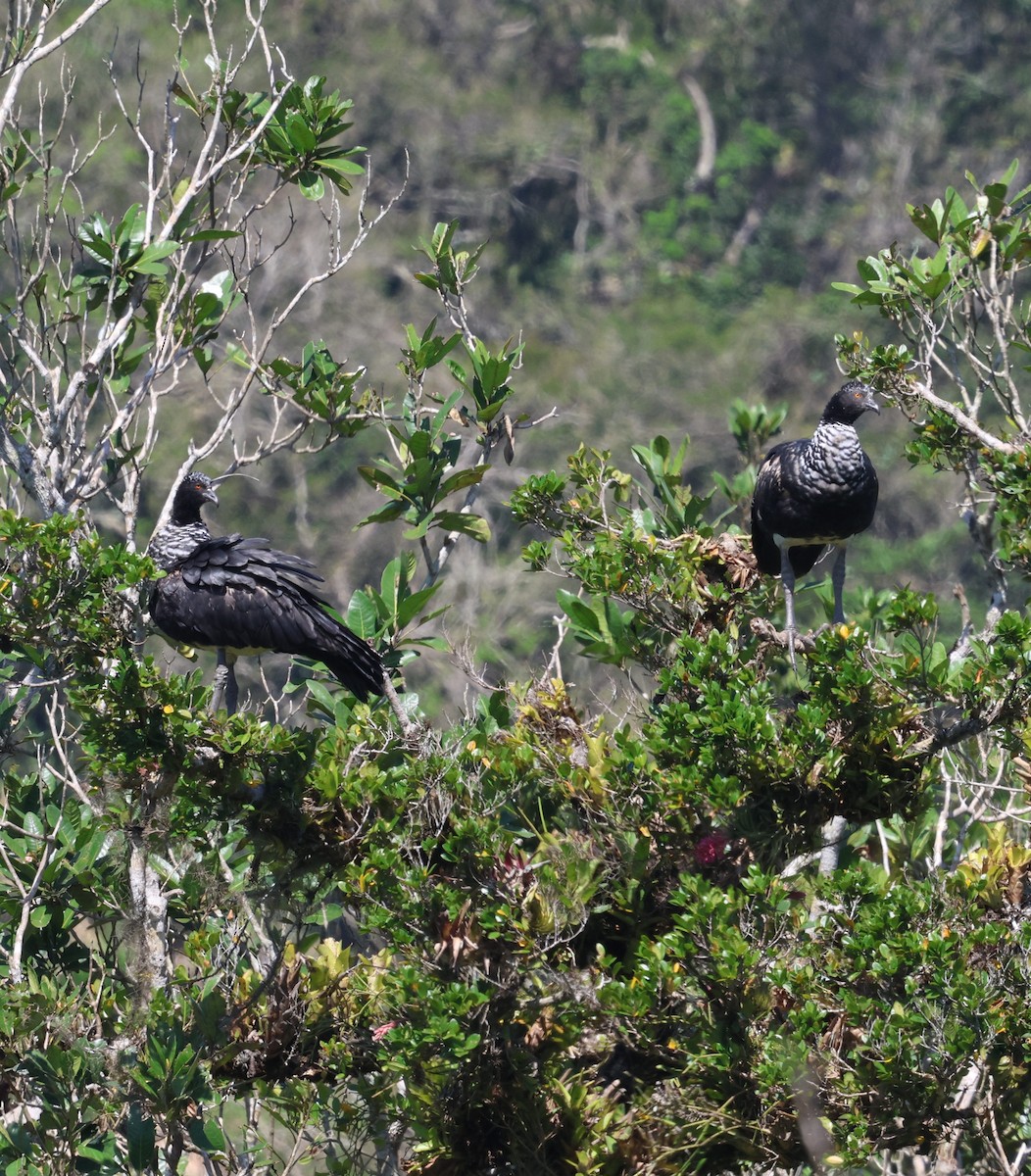 Horned Screamer - ML642602062