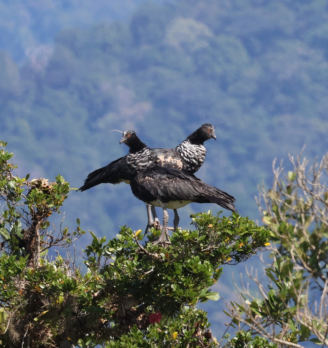Horned Screamer - ML642602063