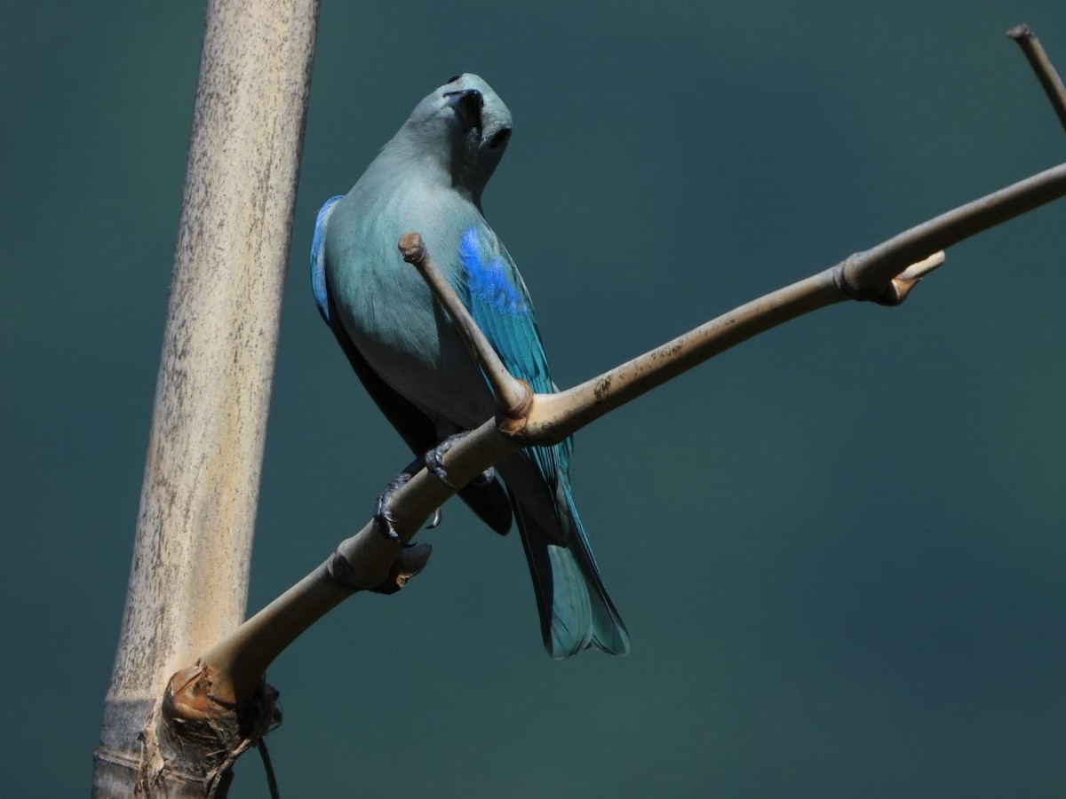 Blue-gray Tanager - ML642602066