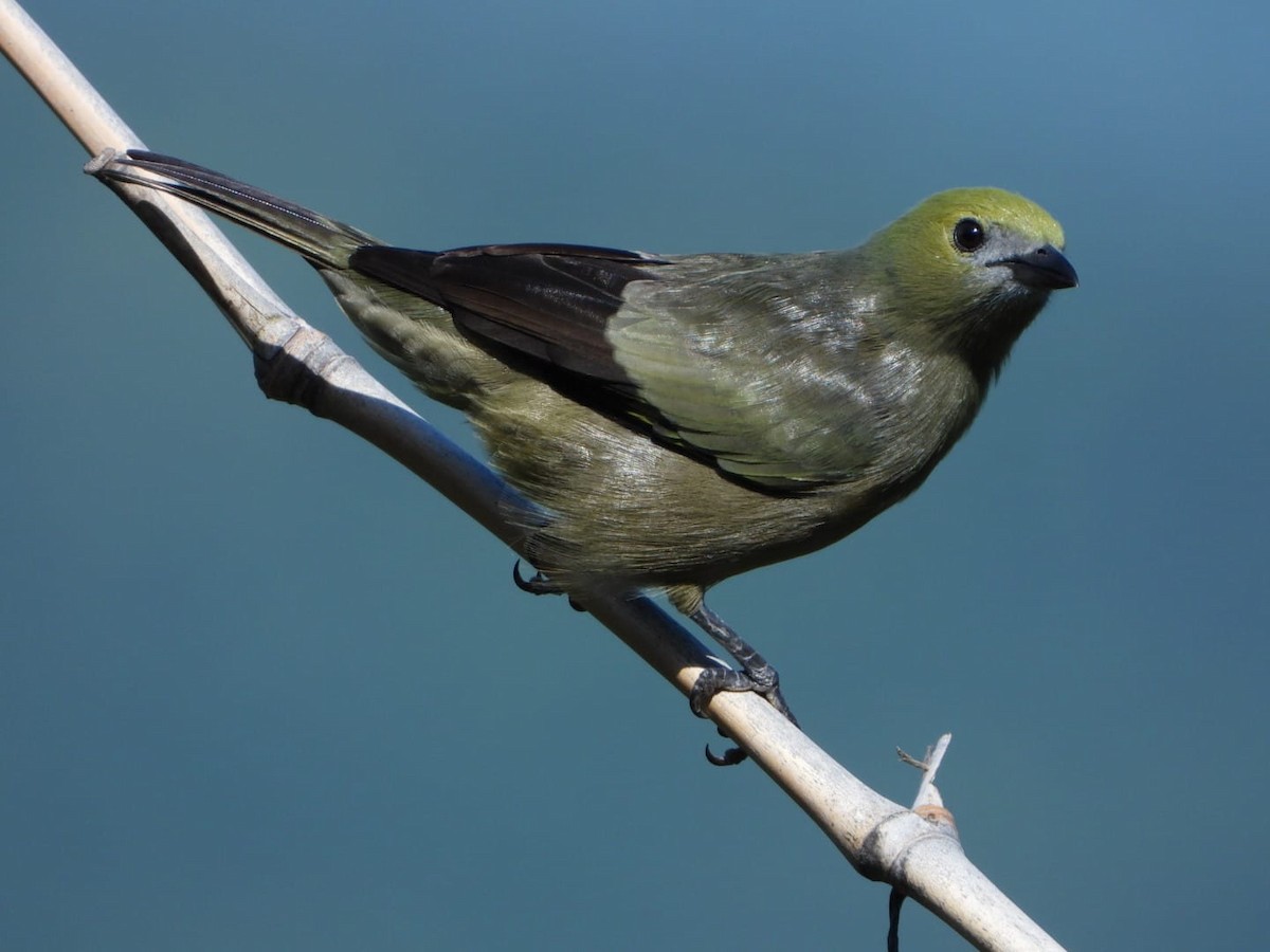 Palm Tanager - ML642602073