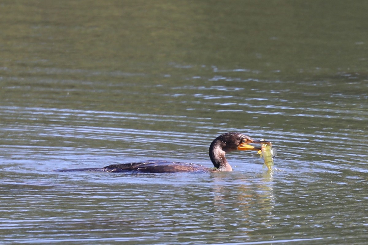 Double-crested Cormorant - ML642602083