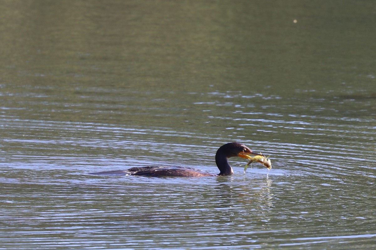 Double-crested Cormorant - ML642602084