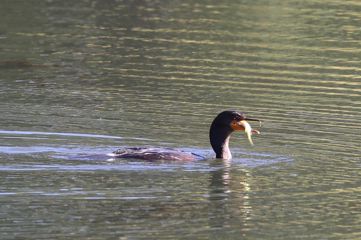 Double-crested Cormorant - ML642602085