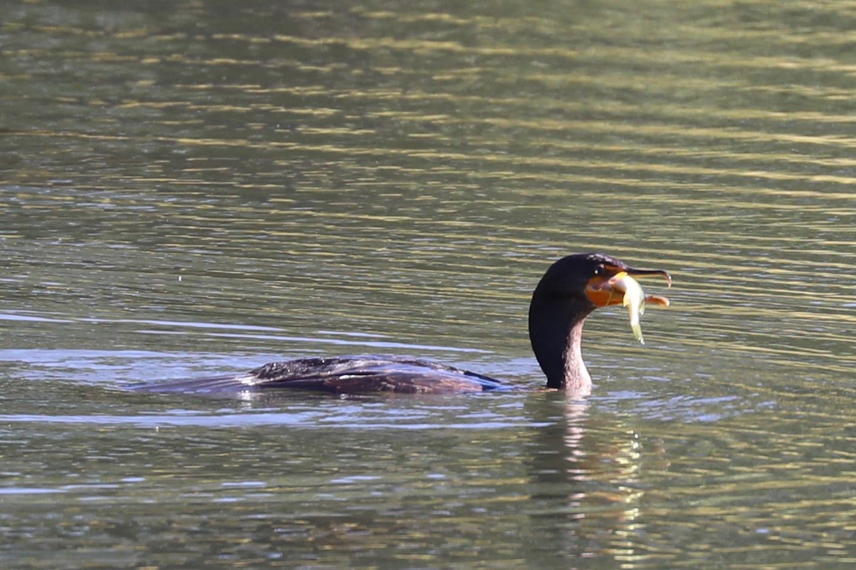 Double-crested Cormorant - ML642602086