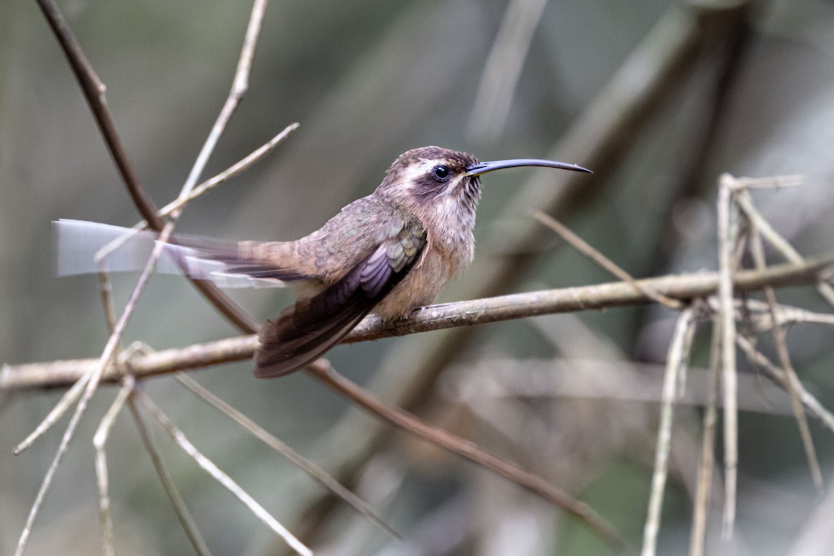 Dusky-throated Hermit - ML642602092