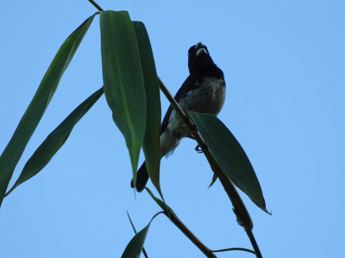 Yellow-bellied Seedeater - ML642602094