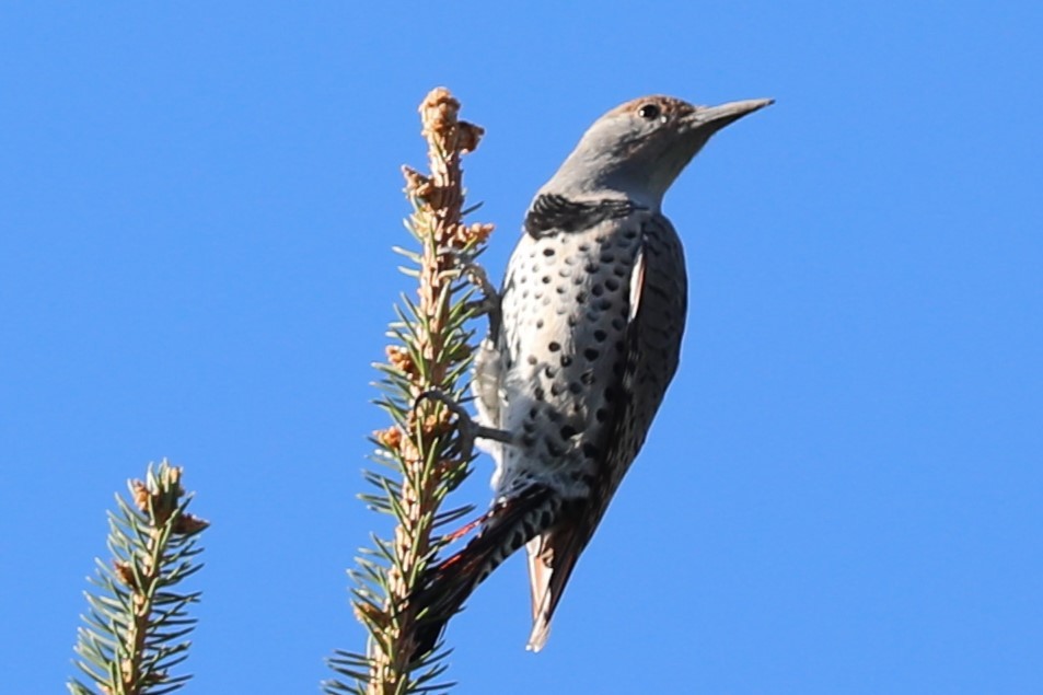 Northern Flicker - ML642602123