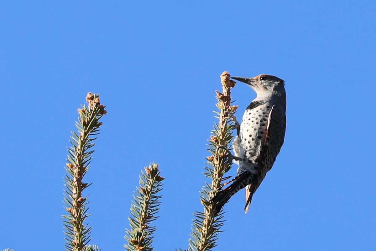 Northern Flicker - ML642602124