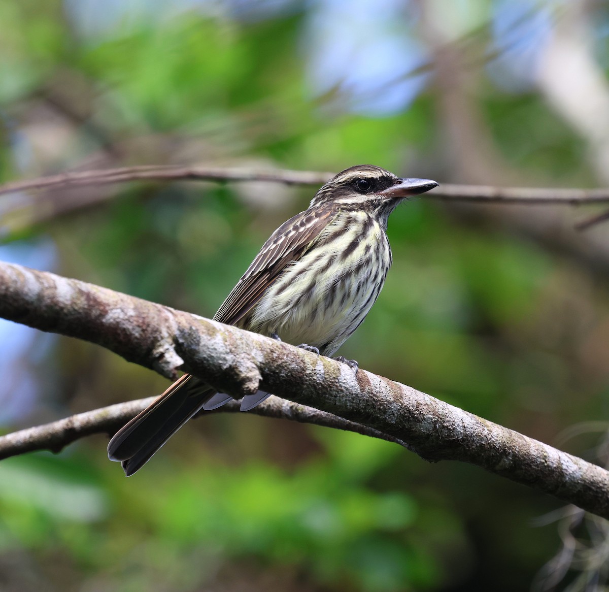 Streaked Flycatcher - ML642602148