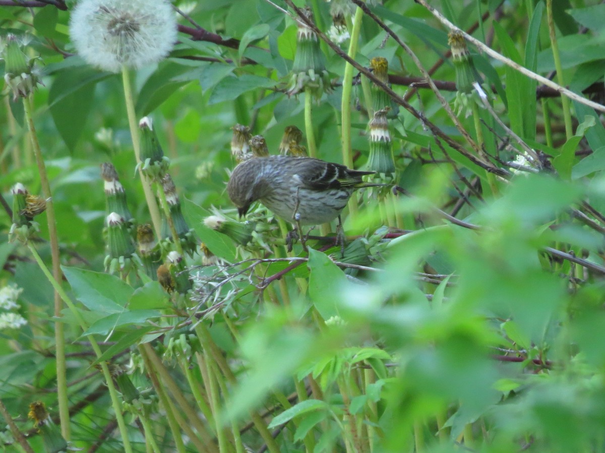 Pine Siskin - ML642602149
