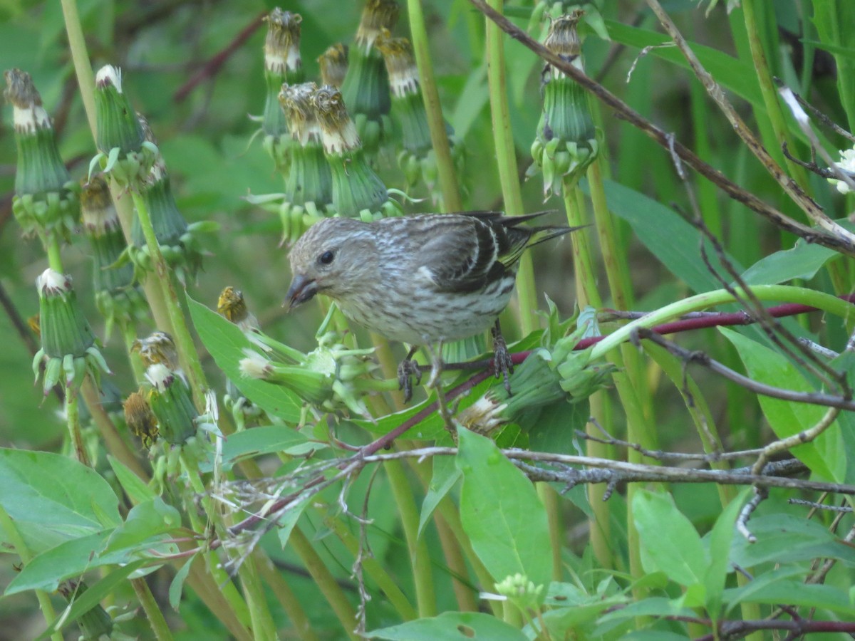 Pine Siskin - ML642602150