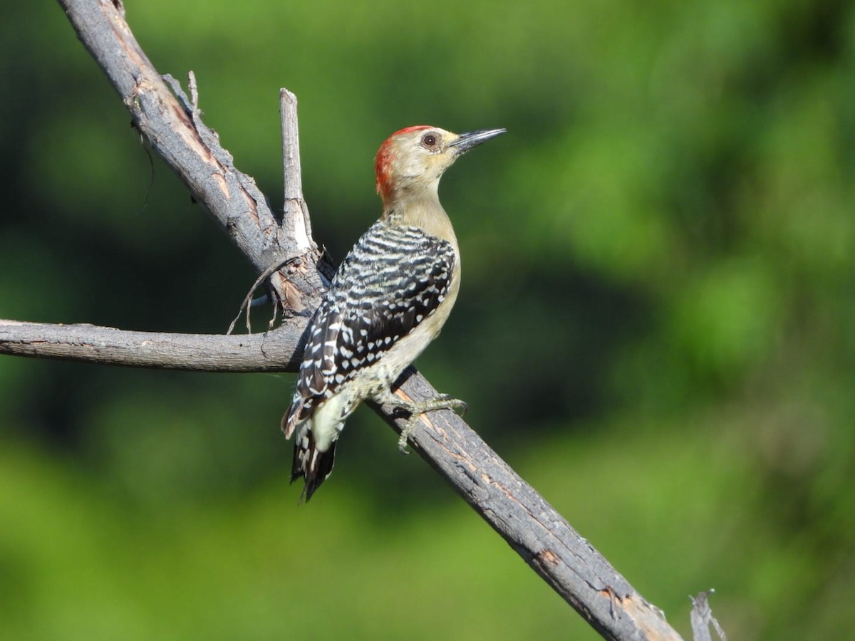 Red-crowned Woodpecker - ML642602159