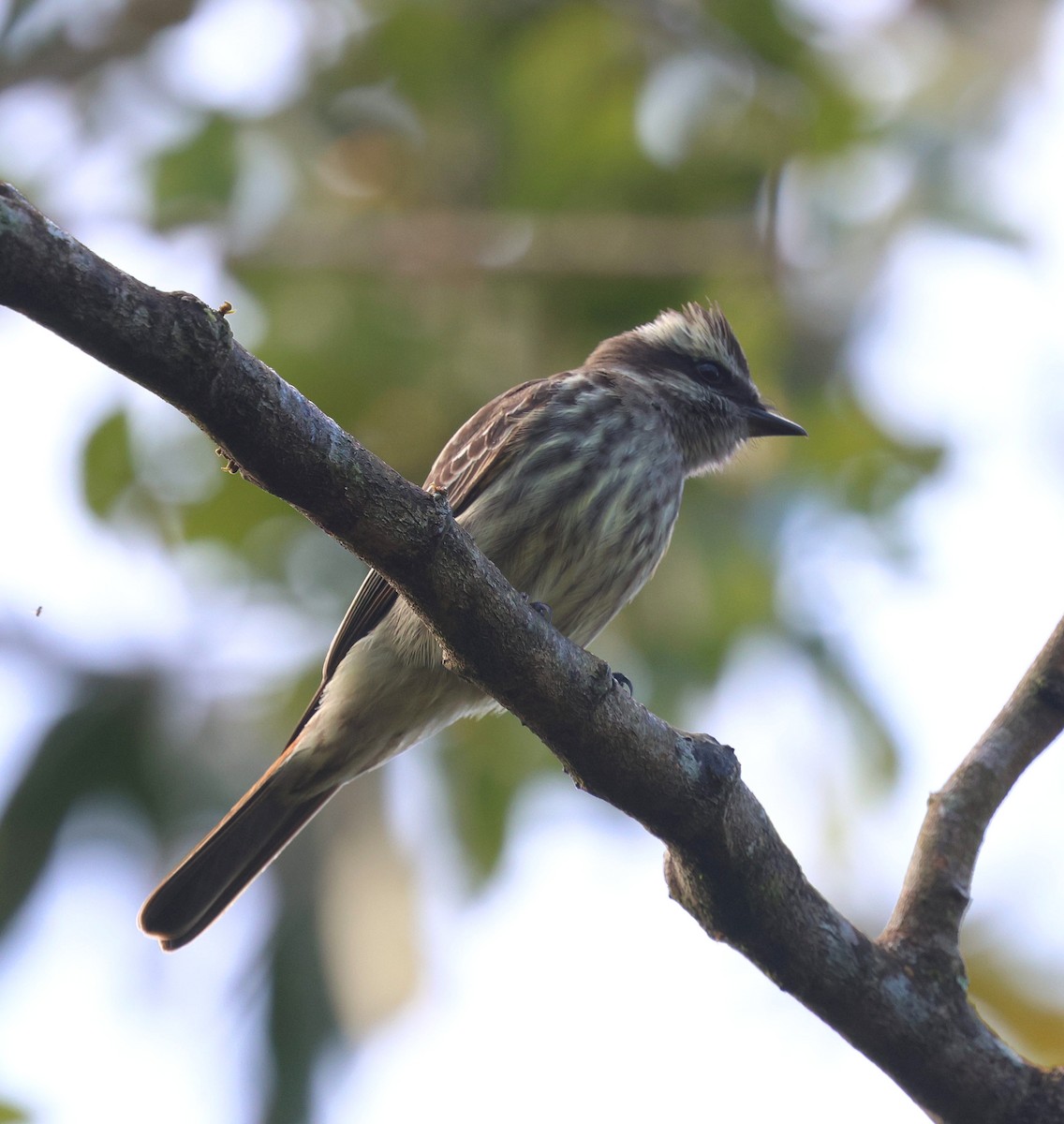 Variegated Flycatcher - ML642602164