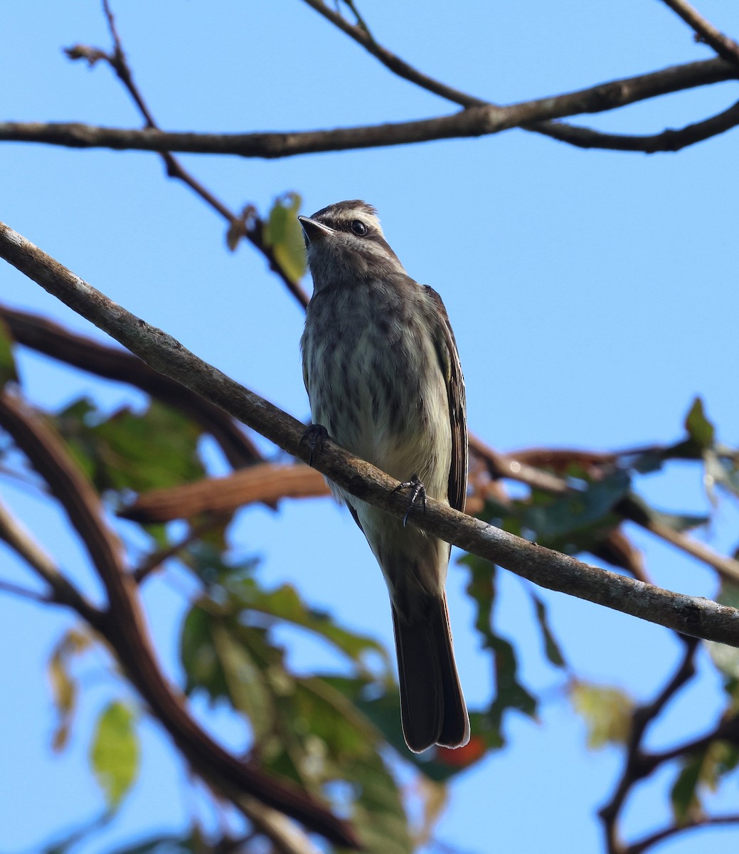 Variegated Flycatcher - ML642602165